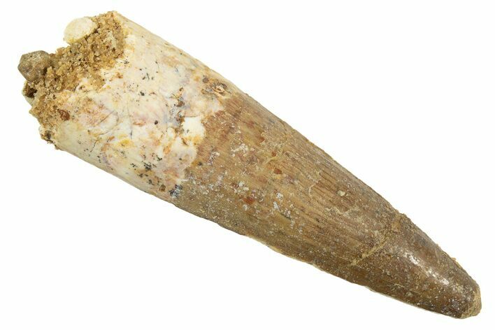 Fossil Spinosaurus Tooth - Real Dinosaur Tooth #344516